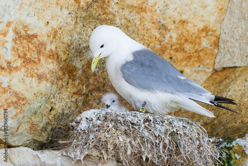 kittiwake with a chick in the nest on a cliff