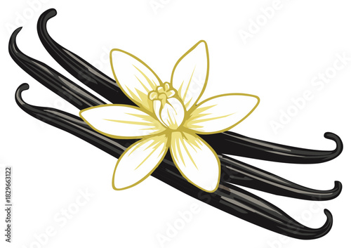 Vanilla Flower with Vanilla Beans Vector Illustration for Food and Culinary Applications