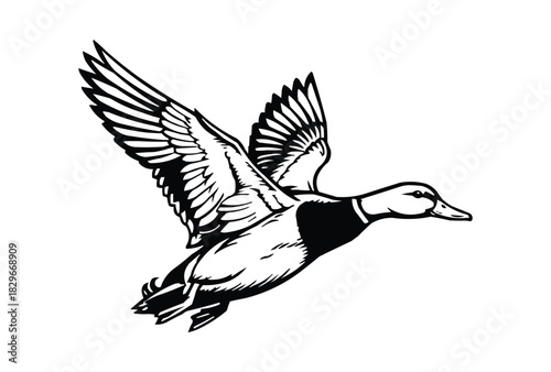 mallard flying duck silhouette, flying duck vector illustration