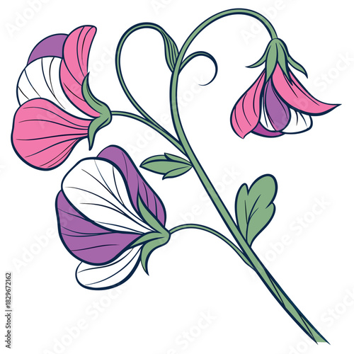 Sweet Pea Flower Art with Colorful Blooms