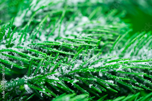 green christmass background . High quality photo