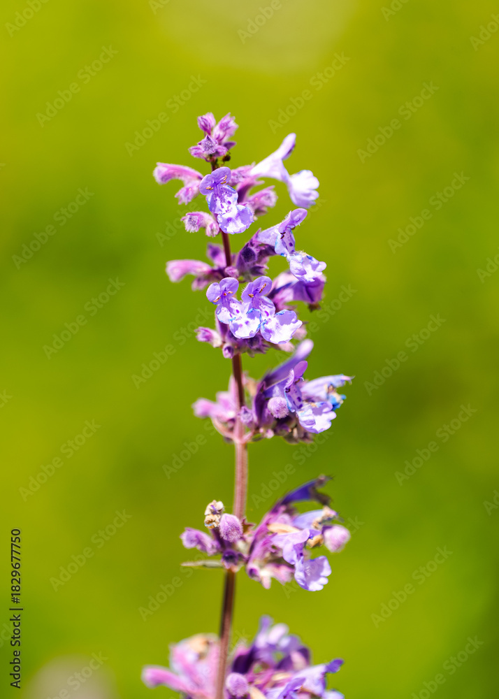 Fototapeta premium Purple catnip flowers. Close-up of the flowering plant. Nepeta cataria. 