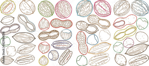 Colorful Outline Drawings of Assorted Nuts illustration