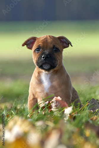 Staffordshire bull terrier puppy sitting on grass in autumn nature