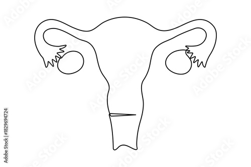 Continuous one line drawing of women's uterus in elegant minimalist outline vector illustration art
