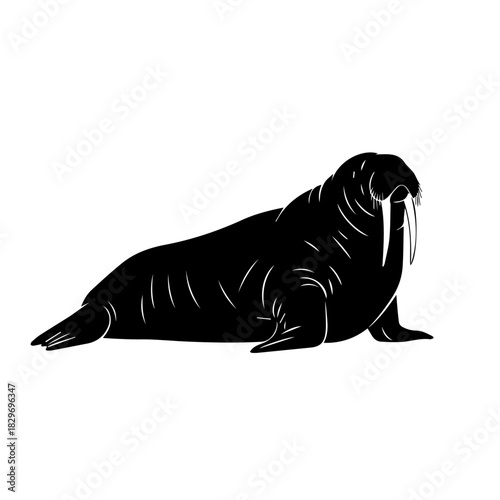 Black silhouette of a walrus with tusks lying on a white background, side view.