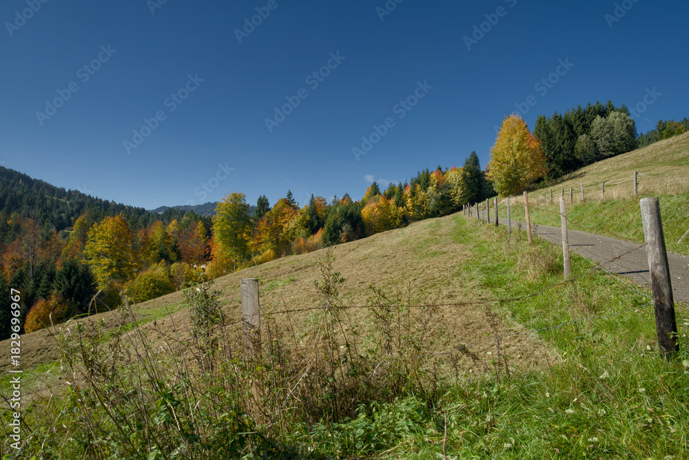 Fototapeta premium Golden Indian summer foliage glows across the Jungholz mountains on the sunny Bavaria-Tirol border in Tannheimertal. Vibrant yellow autumn trees blanket the slopes under clear blue skies.