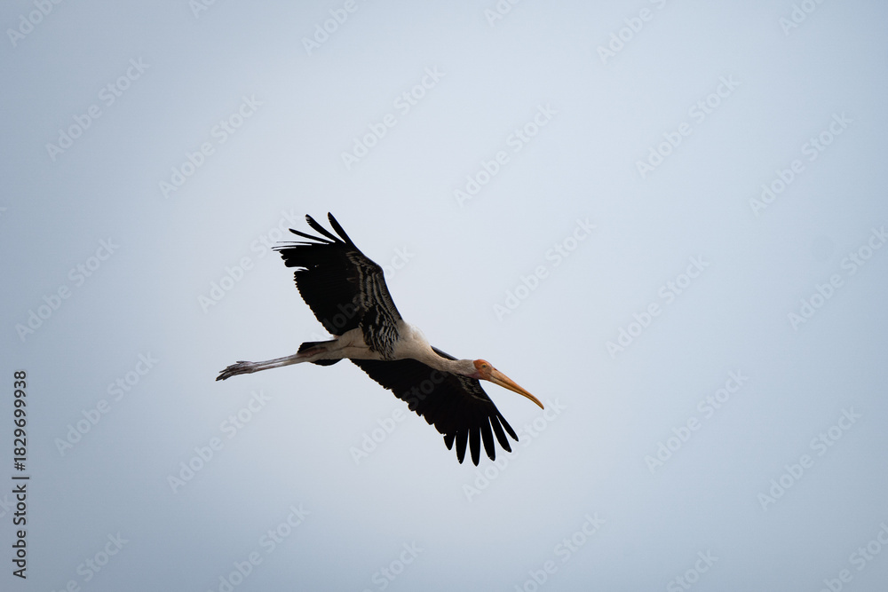 Obraz premium Painted storks flying in the sky. Mycteria leucocephala is a large wader in the stork family. They forage in flocks in shallow waters along rivers or lakes. They are not migratory birds