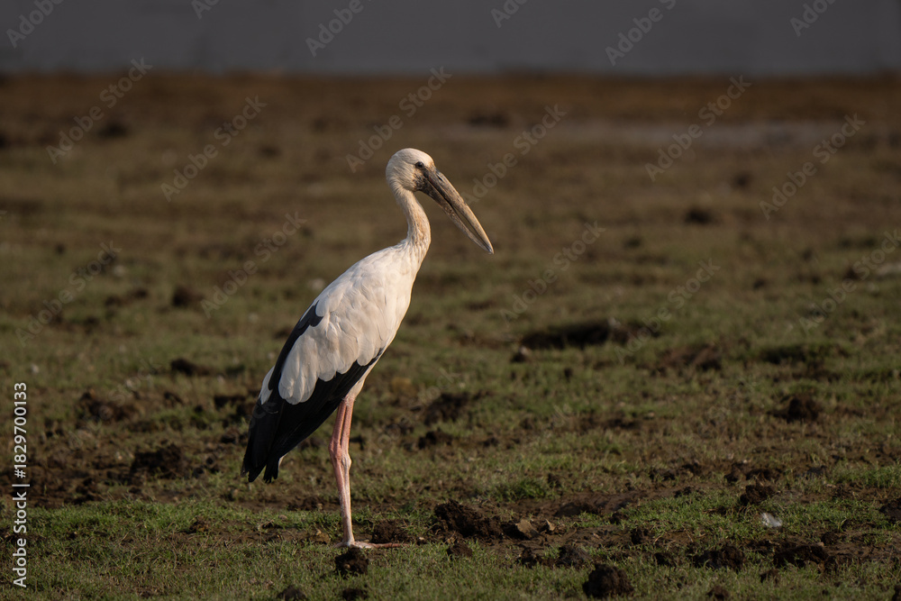 Fototapeta premium Asian openbill side profile view standing in Indian wetland with sunset light. Typical open bill shape visible with black and white feathers colors