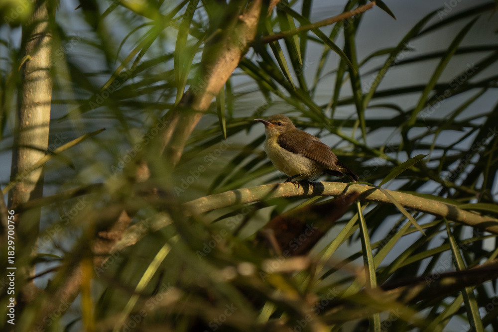 Obraz premium Purple-rumped sunbird female hiding through the leaves in Indian garden at sunrise, typical long beak used to feed on nectar and insects 