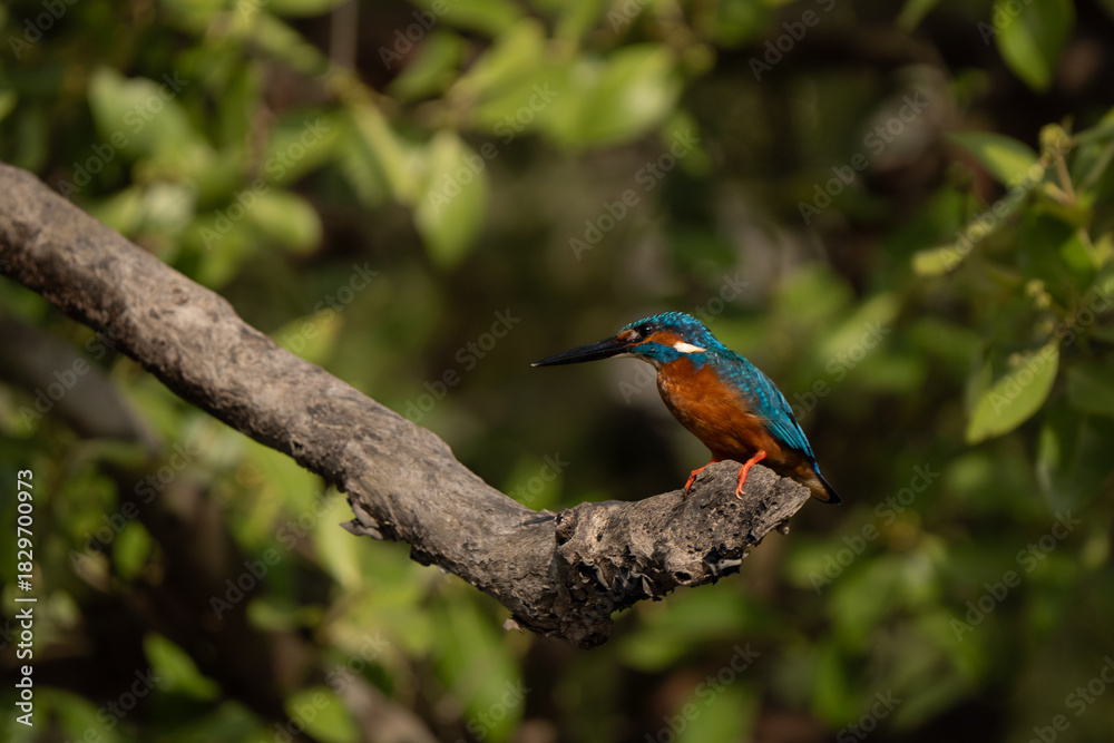 Fototapeta premium Profile of a Eurasian kingfisher (Alcedo atthis). It is a sparrow-sized bird, short-tailed and large-headed profile. It has blue upperparts, orange underparts and a long bill