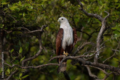 Brahminy kite (Haliastur indus) on a tree, also known as the red-backed sea-eagle in Australia, is a medium-sized bird of prey in the family Accipitridae. Both parents take part in nest building