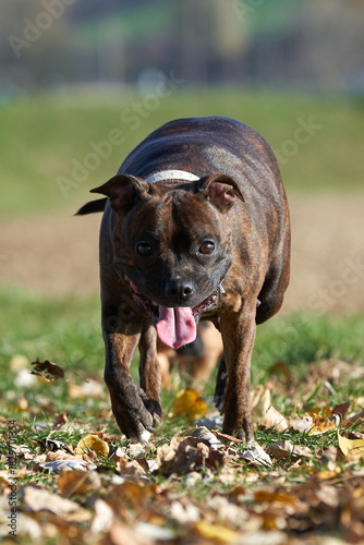 Staffordshire bull terrier running on grass in autumn nature
