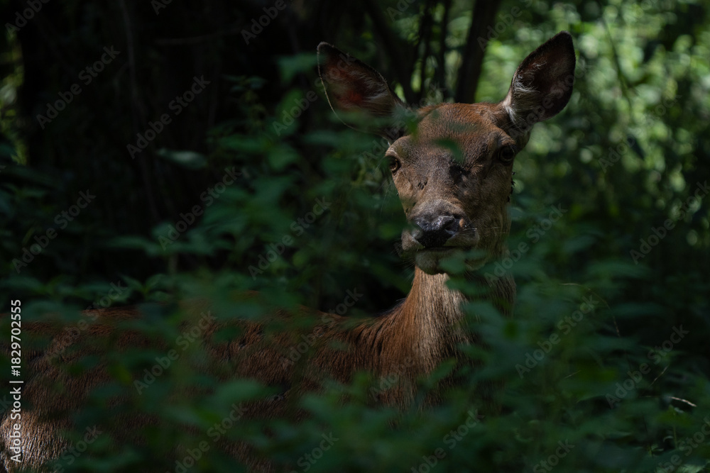Fototapeta premium Red deer adult female beautiful portrait grazing in European National Park forest, partially hidden by the leaves