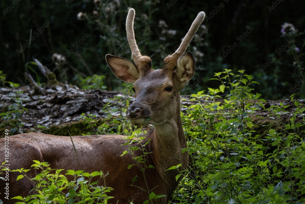 Fototapeta premium Red deer young male portrait grazing in European National Park forest partially hidden by the leaves, antler with velvet visible