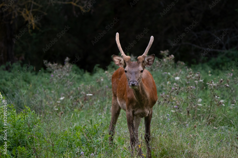 Obraz premium Red deer young male portrait grazing in European National Park forest, antler with velvet visible