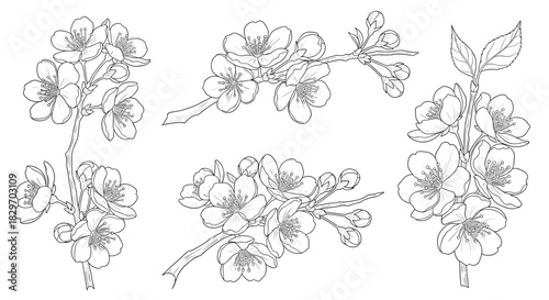 Elegant botanical line drawing of spring cherry blossoms with opened flowers and closed buds for graphic design.