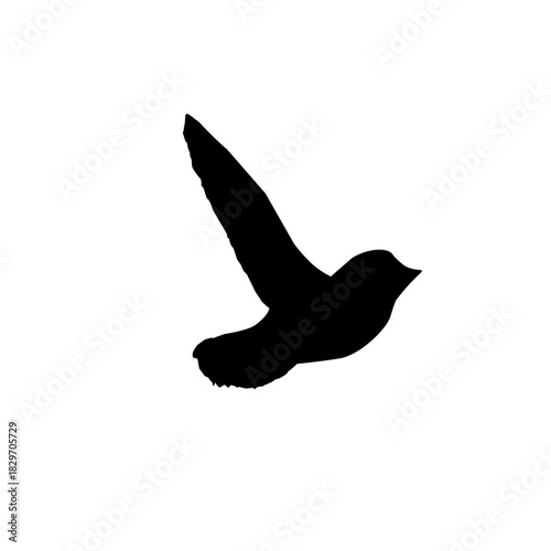 Seagull silhouette