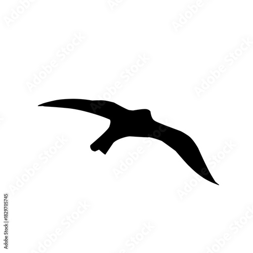 Seagull silhouette