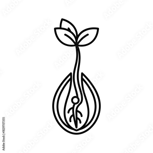 Seedling sprouting from seed with roots and leaves