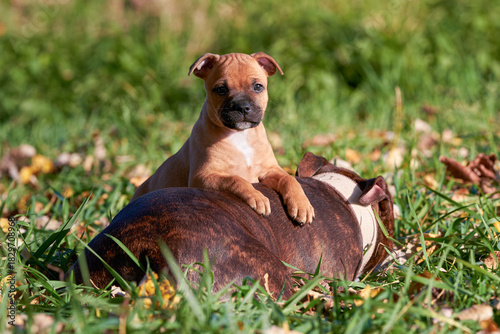 Staffordshire bull terrier puppy resting on adult dog in sunny grass