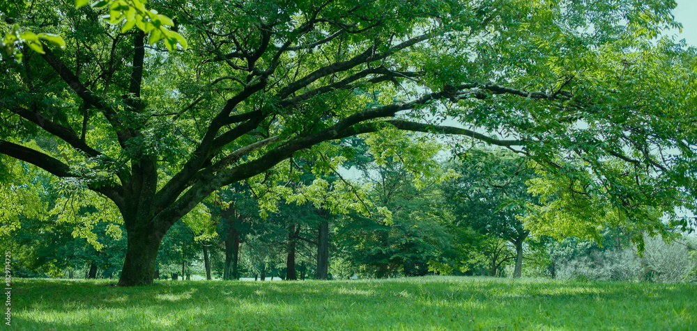 © Ray Park Stock Photo - 緑の木