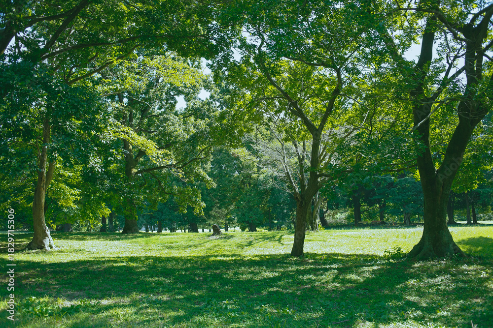Obraz premium 緑の公園
