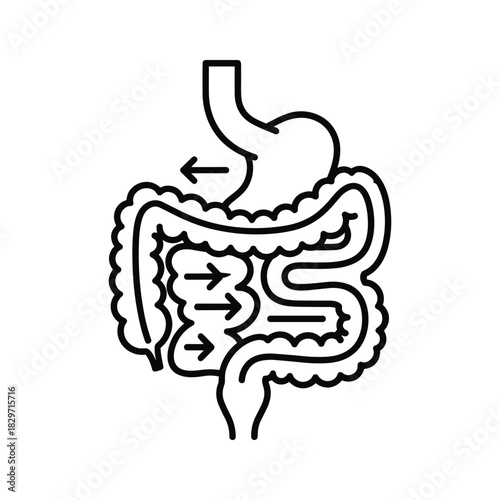Outline icon representing human digestive system anatomy showing stomach and intestines with arrows indicating food passage isolated on