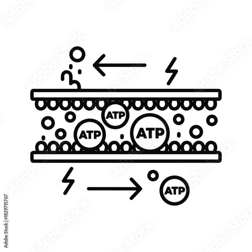 Icon illustrating active transport mechanism across a cell membrane involving atp energy