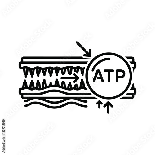 Icon illustrating atp molecule interaction with muscle fiber structure for energy transfer, isolated on
