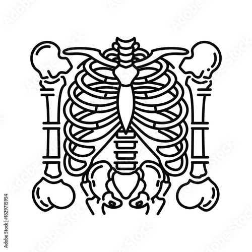 Black and white line art illustration of a human torso skeleton, isolated on