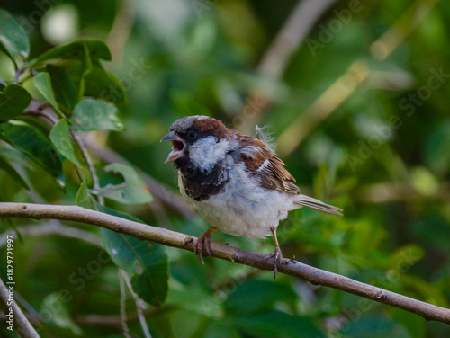 Sparrow opening beak perched on tree