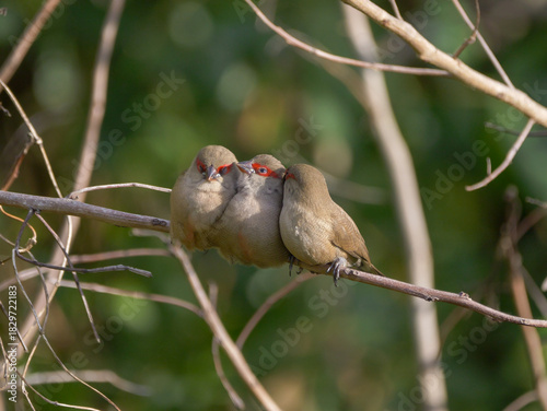 Three cute gray birds with red beaks perching together on tree branch