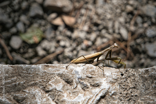 Photography praying mantid on a branch