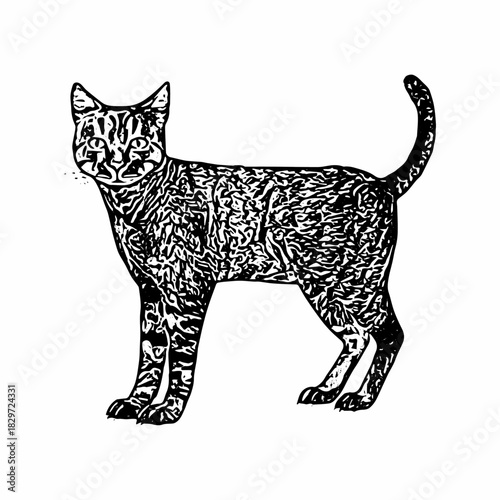 Hand-drawn standing cat with finely detailed engraved fur texture, illustrated in vintage wildlife sketch style.