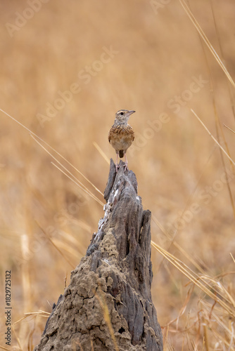 Принти на полотні a lark on a tree trunk