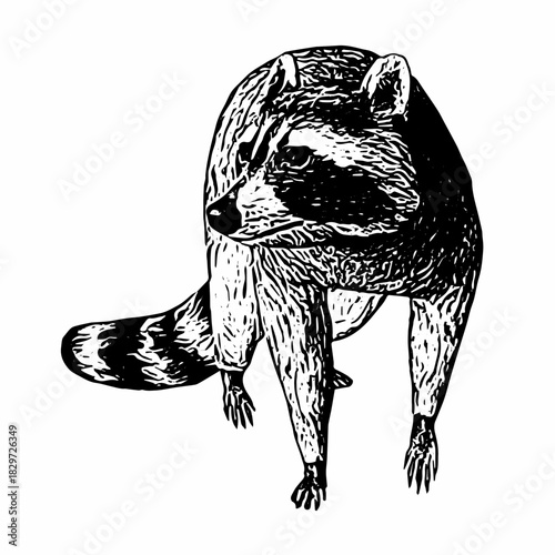 Hand-drawn raccoon standing upright with detailed engraved fur texture, illustrated in classic vintage wildlife style.