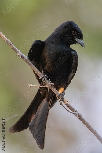 Принти на полотні fork-tailed drongo on a twig