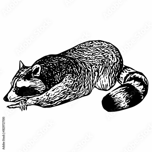 Vintage hand-drawn raccoon lying down with detailed fur texture, illustrated in classic engraved style for wildlife design.