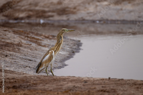 Bilde på lerret squacco heron at a waterhole