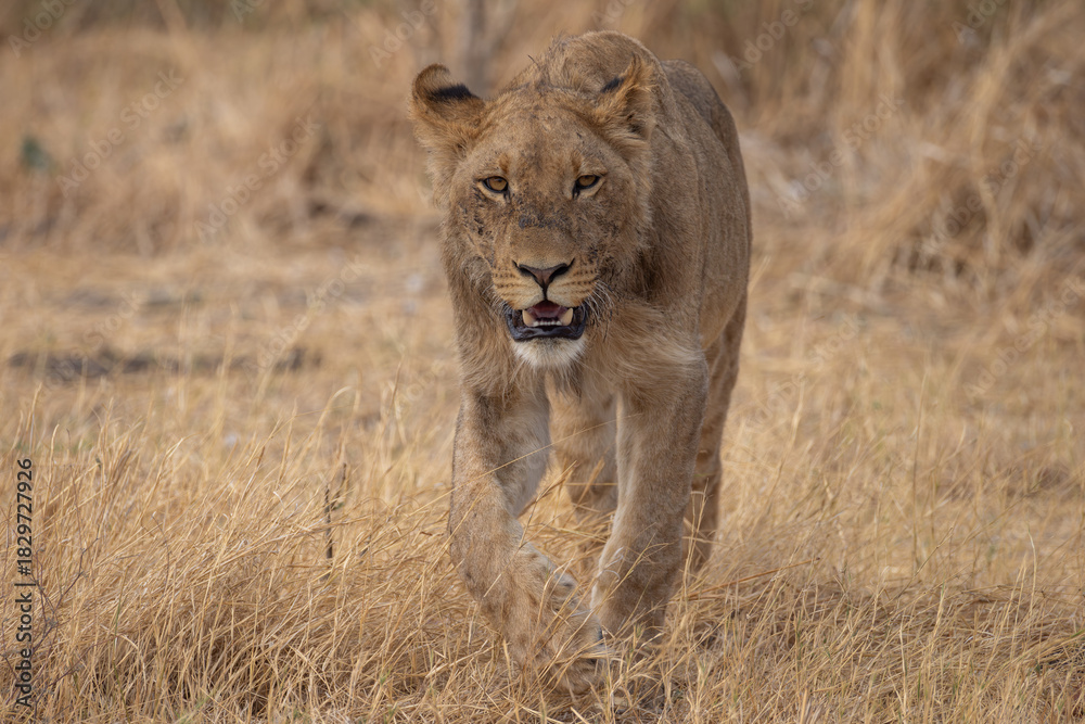 Fototapeta premium juvenile male lion in Savuti NP, Botswana
