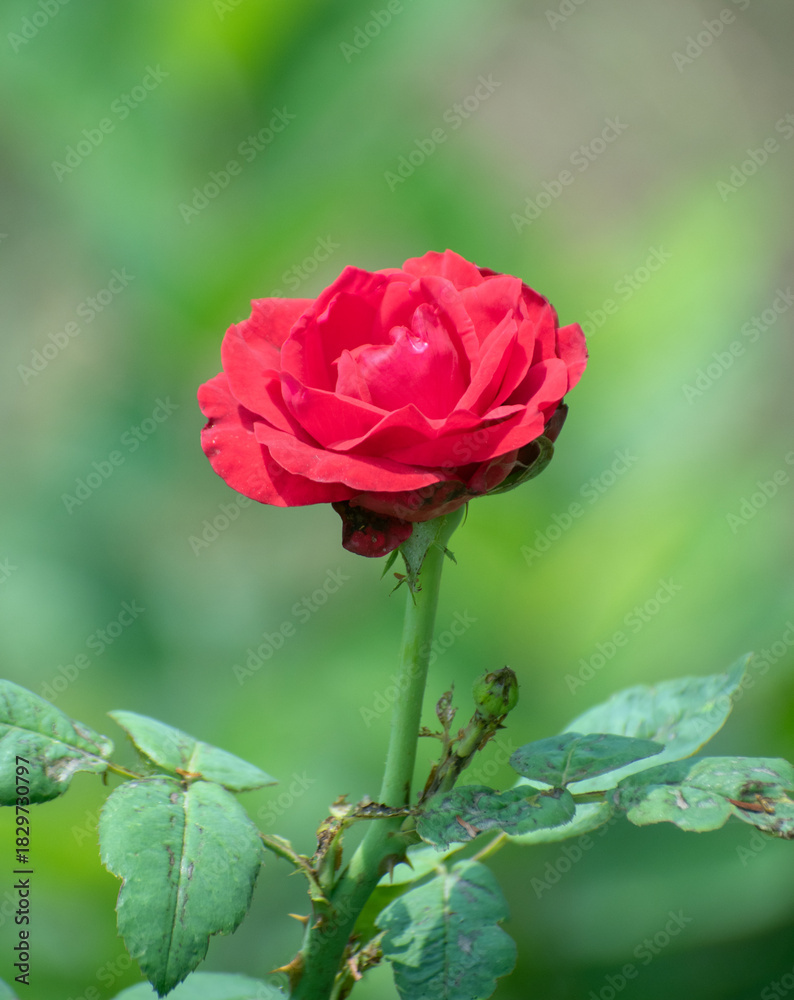 Obraz premium Red tea rose blooming vibrantly against lush green foliage.