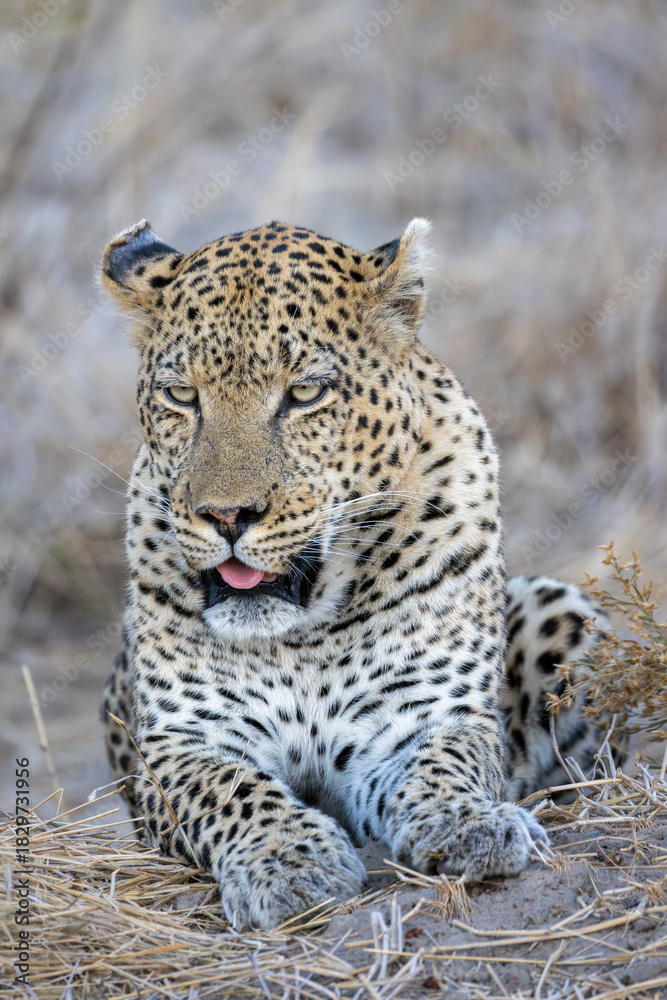 Fototapeta premium big male leopard in Moremi NP