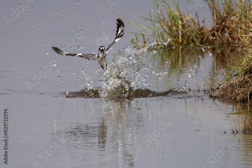 Vászonkép a pied kingfisher emerges from the water after an unsuccessful hunt for a fish