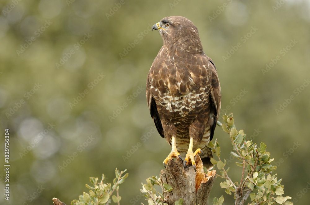 Obraz premium Milanos y ratoneros fotografiados en libertad en el campo en tierras abulenses