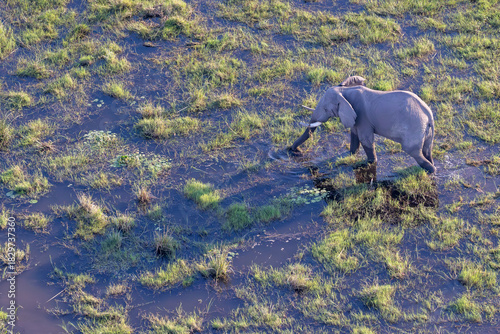 aerial view of african elephants in the flooded plains of the Okavango Delta