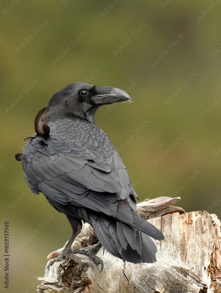 Naklejka premium Milanos y ratoneros fotografiados en libertad en el campo en tierras abulenses
