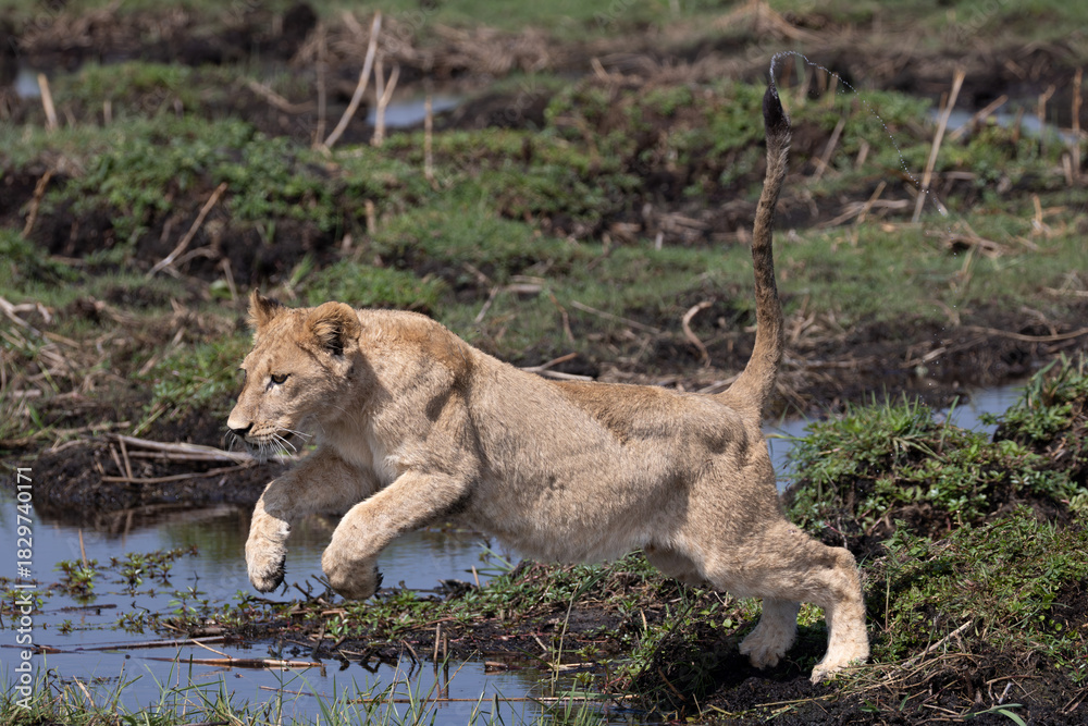 Naklejka premium lions jump over a small water channel in the Okavango delta
