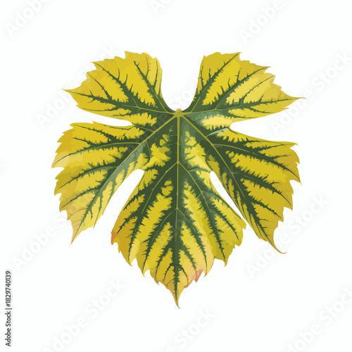 Isolated Yellow Grape Leaf on White Background Detailed Vector Illustration for Botanical Studies and Agricultural Designs