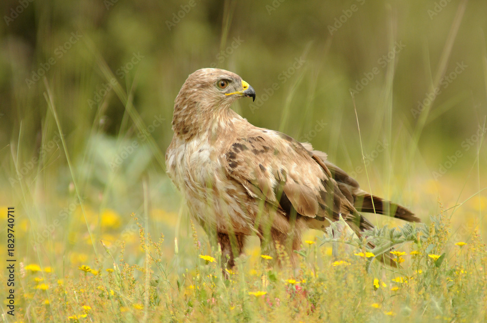 Obraz premium milanos y rfatoneros en el campo